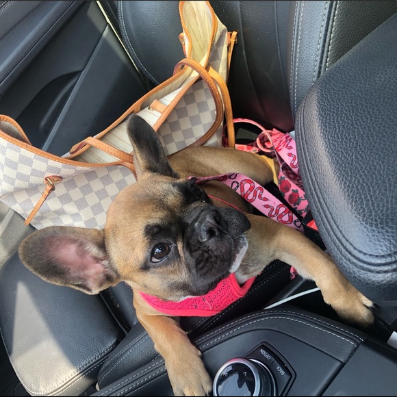 Meet your posher - Picture 6 of 6